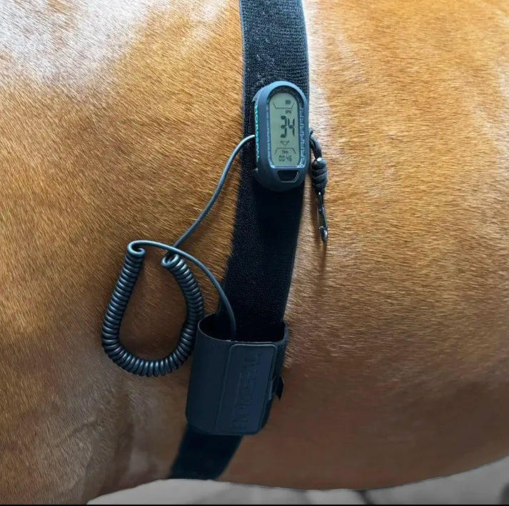 Training Belt with Extension