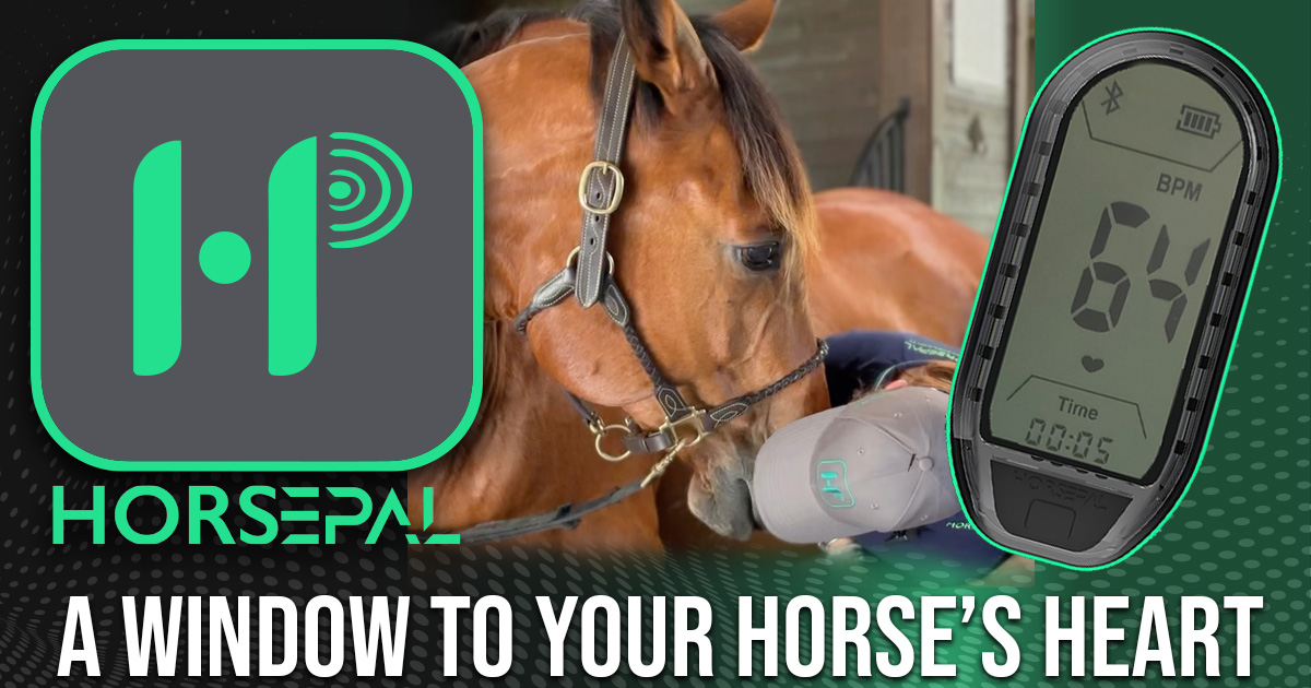 Replacement Horsepal Heart Rate Training Belt Horsepal A new