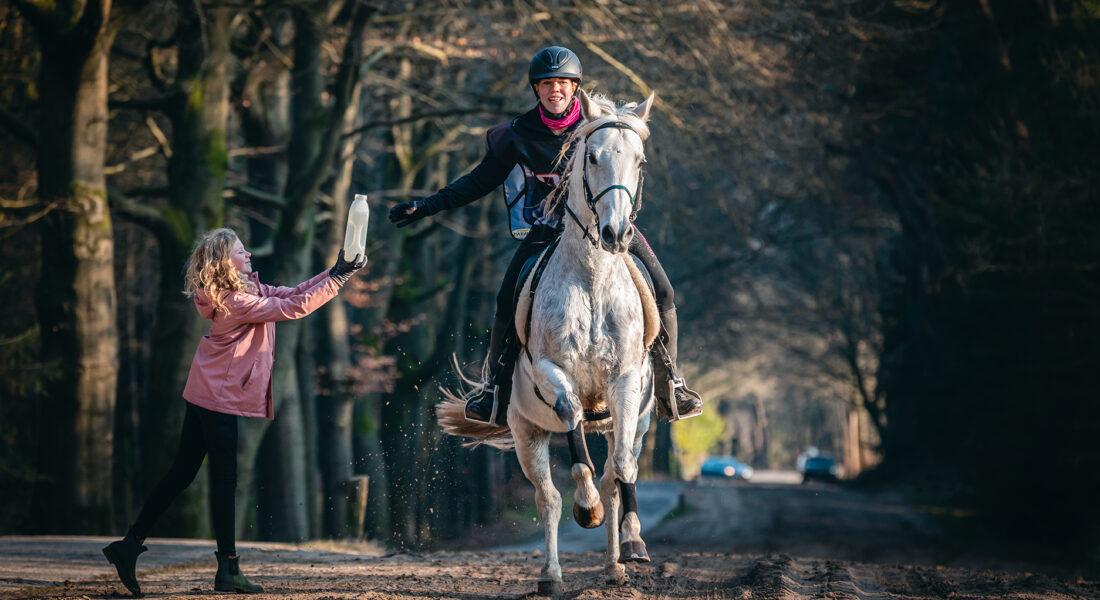 Endurance race with white horse before vet gate for heart rate monitor